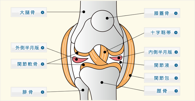 膝関節前十字靱帯（ACL）の再建術（１） ～治療方針～ - 医療法人相生 